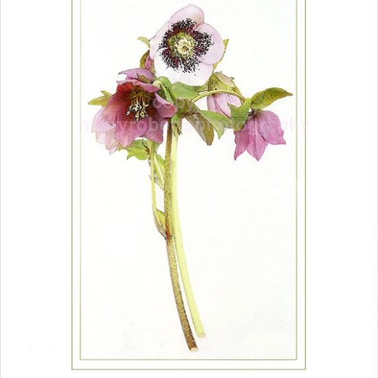 Hilary Roberts Photography | Hellebores