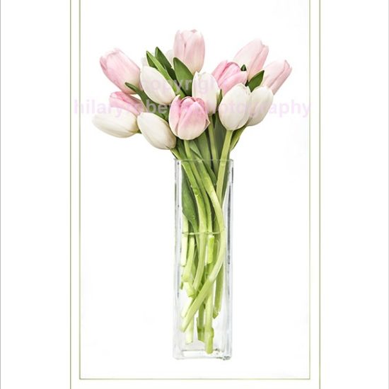 Hilary Roberts Photography | Pink and White Tulips