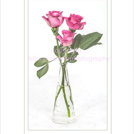 Hilary Roberts Photography | Three Pink Roses