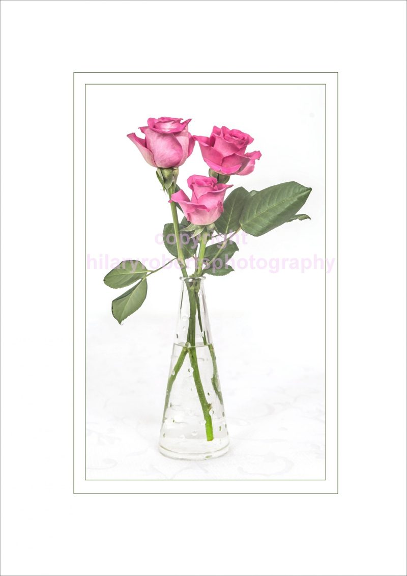 Hilary Roberts Photography | Three Pink Roses