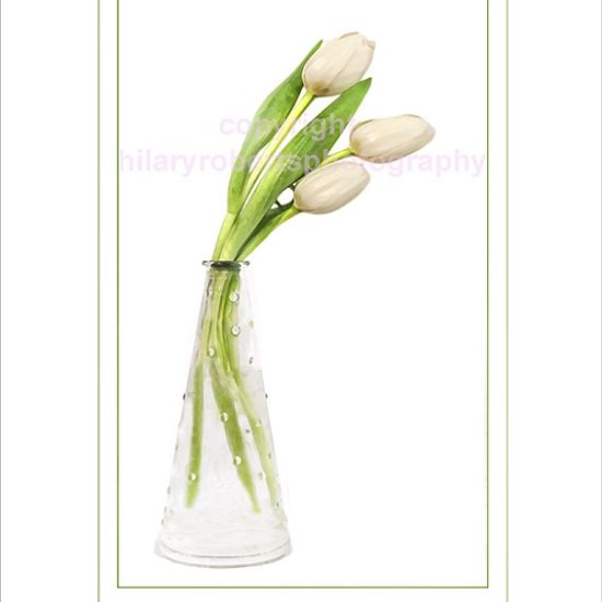 Hilary Roberts Photography | Three White Tulips