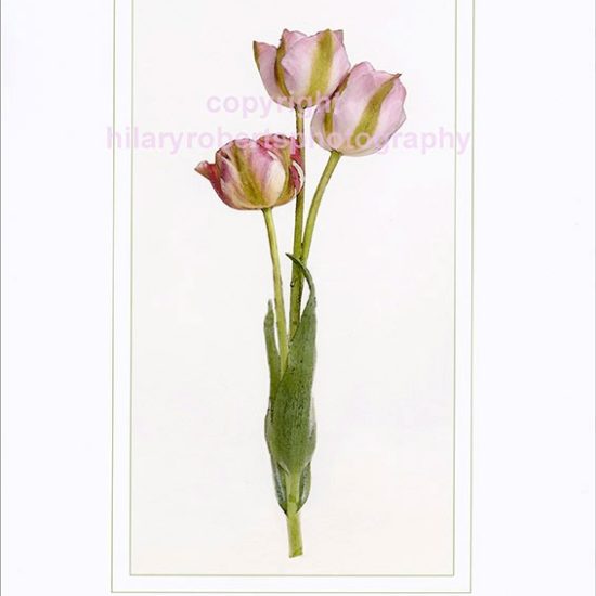 Hilary Roberts Photography | Tulip Viridiana Greenland