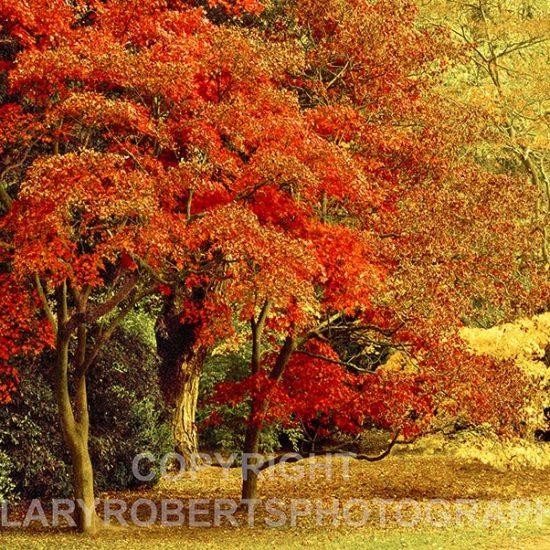 Photo of Autumn Glories