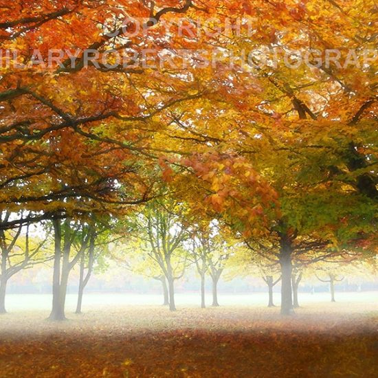 Photo of Autumn Mist