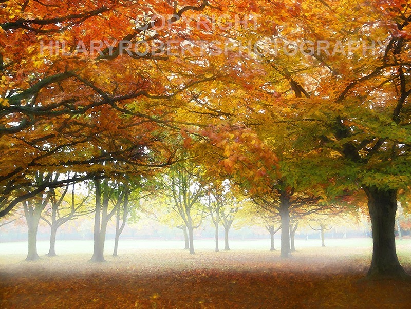 Photo of Autumn Mist
