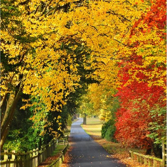 Photo of an Autumn Walk