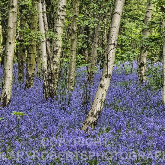 Photo of Bluebells and Birch Trees