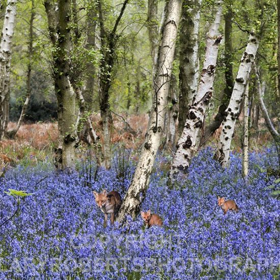 Photo of Bluebells and Foxes