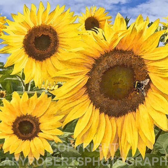 Print - Sunflowers with Bee