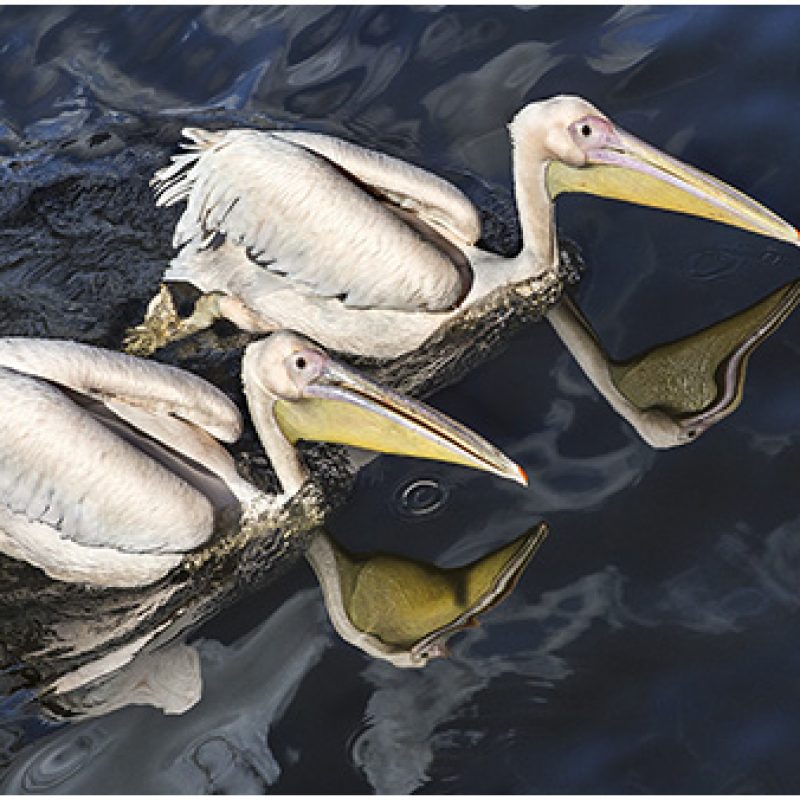 Photo of Two Pelicans