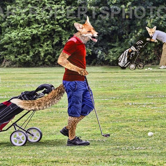 Hilary Roberts Photography | Urban Foxes with Golf Course