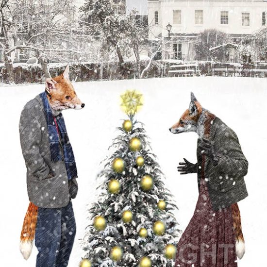 Hilary Roberts Photography | Urban Foxes with Christmas Tree