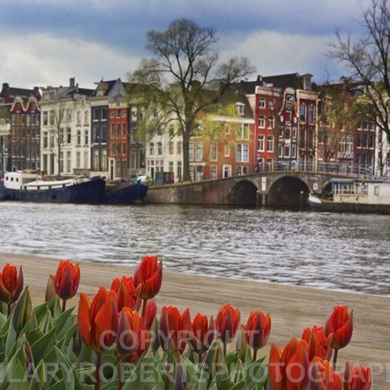 Hilary Roberts Photography | Tulips of Amsterdam