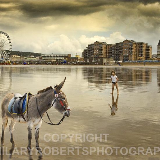 Photo of Donkey by the Sea