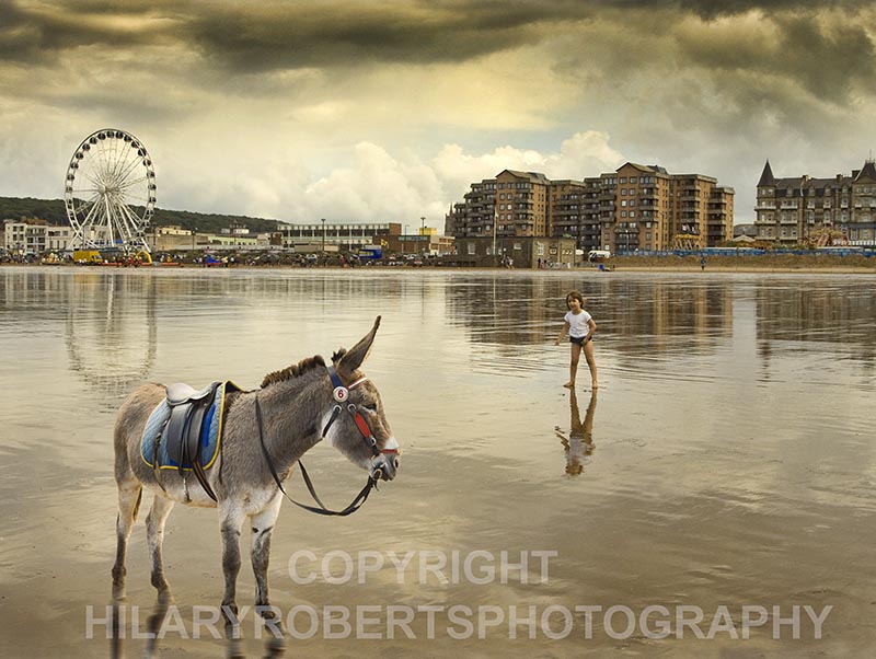 Photo of Donkey by the Sea
