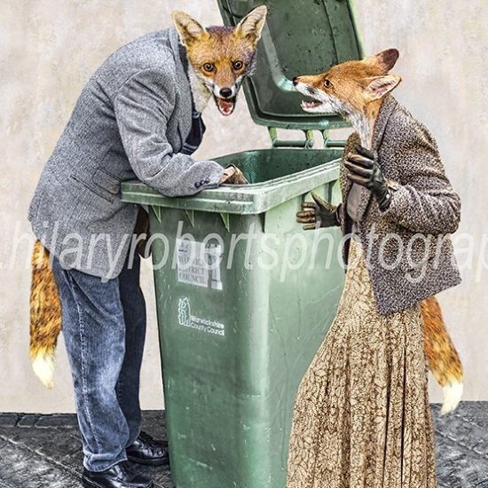 Hilary Roberts Photography | Urban Foxes Scavenging