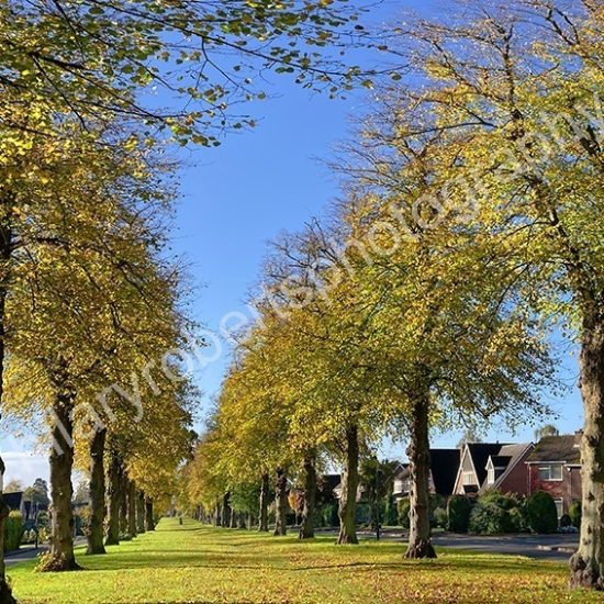 Hilary Roberts | Beverley Road in Autumn