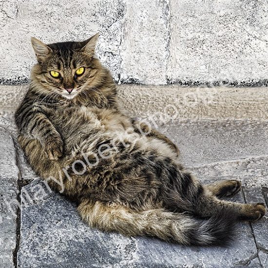 Art of Relaxation - Photo of a Cat